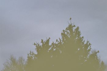 birds, sitting in the crown of a tree. kinda dark