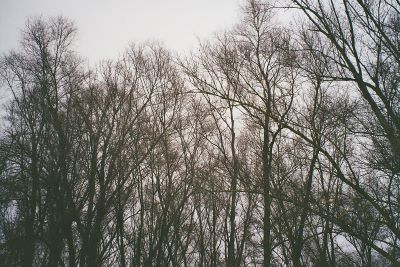 trees infront of a blue sky, twisting and bending.